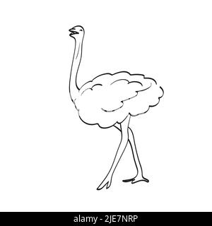 ortrich illustration vector hand drawn isolated on white background line art. Stock Vector