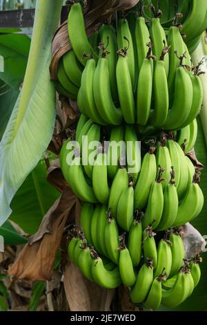 Green banana bunch, Musa acuminata on tree in Australia Stock Photo