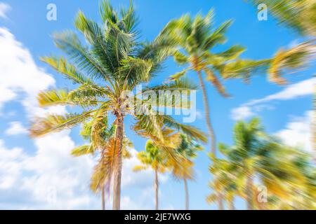 Beautiful Palm trees in blue sky background with motion blur effect Stock Photo