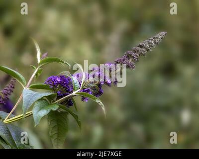 Closeup of flowering spike of Buddleja davidii growing wild in a wood in summer Stock Photo