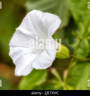 Closeup of single flower of Hedge bindweed (Calystegia sepium) in a hedgerow in summer Stock Photo