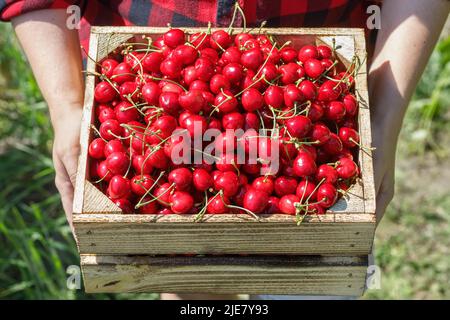 ripe cherries in crate at female hands outdoors Stock Photo