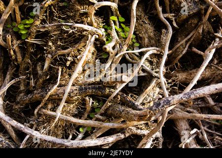 old English Ivy (Hedera helix) plant and stems and roots matted together on a stone wall Stock Photo