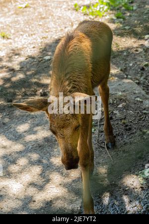 Elk child from the front. Karlsruhe, Germany, Europe Stock Photo