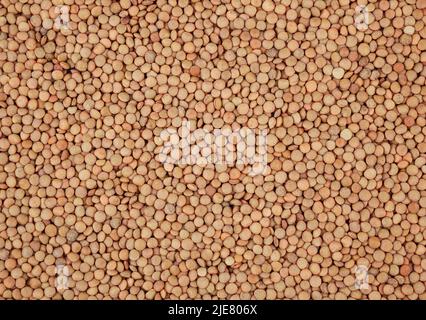 Green lentils background Stock Photo