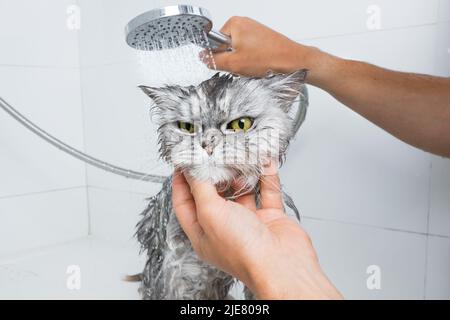 Funny grey persian cat in shower or bath. Washing cat in groomer salon. Pet hygiene concept. Wet cat. Stock Photo