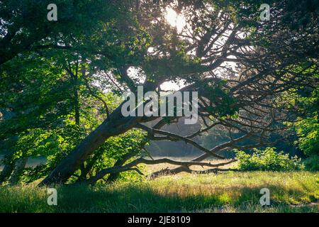 Picturesque image of the sun shining through the branches and leaves of trees on an early summer morning Stock Photo