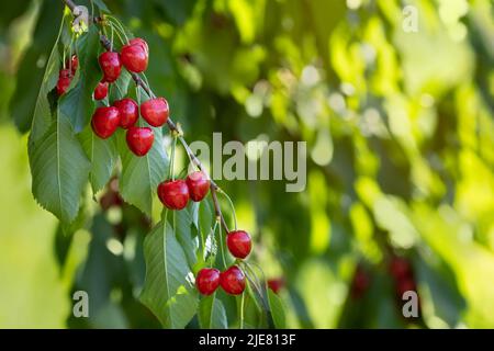 ripe red cherries hanging on branch in garden Stock Photo