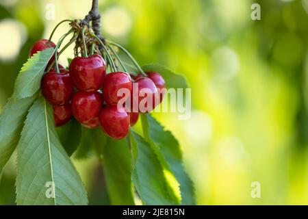 ripe red cherries hanging on branch in garden Stock Photo