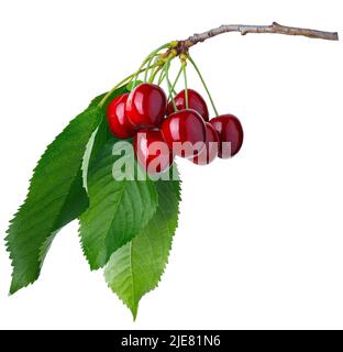 branch with ripe cherries isolated on white Stock Photo