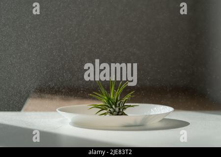 Closeup of air plant Tillandsia on plate while being sprayed with water from spray bottle, easy care Stock Photo