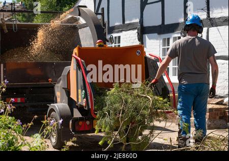 Hampshire, England, UK. 2022. Man using a large shredding machine to shred leaves and branches from a felled Pine tree Stock Photo