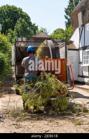 Hampshire, England, UK. 2022. Man using a large shredding machine to shred leaves and branches from a felled Pine tree Stock Photo