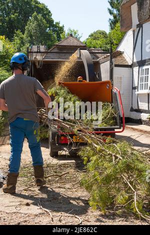 Hampshire, England, UK. 2022. Man using a large shredding machine to shred leaves and branches from a felled Pine tree Stock Photo