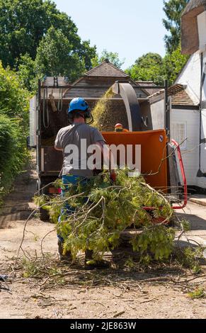 Hampshire, England, UK. 2022. Man using a large shredding machine to shred leaves and branches from a felled Pine tree Stock Photo