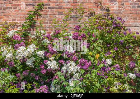 Purple and white climbing roses and clematis flowering plants in a walled garden. Stock Photo
