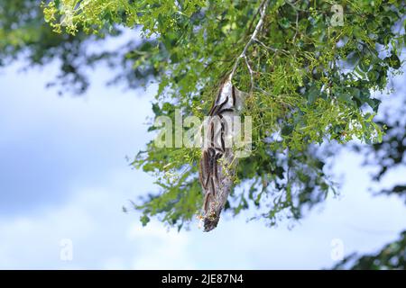 Small Eggar (Eriogaster lanestris), caterpillars outside of their communal cocoon on the branch of a lime tree in the park. Stock Photo