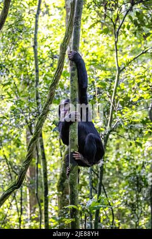 Young chimpanzee, pan troglodytes, tree climbing in the rainforest of Kibale National Park, western Uganda. The park conservation programme means that Stock Photo