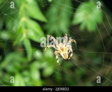 large orb weaver spider on its web in a garden, close up Stock Photo