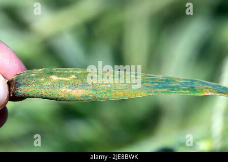 Brown rust Puccinia recondita f sp secale on rye leaf. Stock Photo