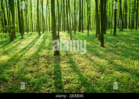 Sunshine and shadows in a green forest, spring landscape Stock Photo