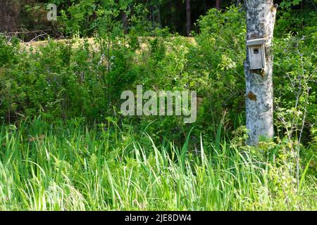 Small bird house on birch tree in southern Finland near Porvoo Stock Photo
