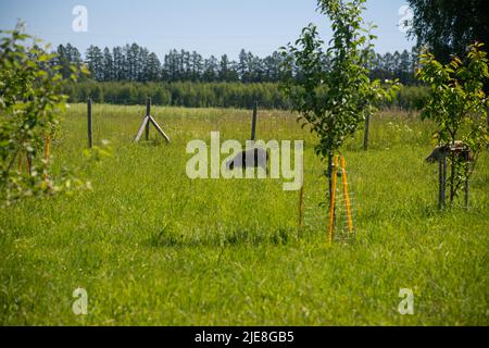 Flock of sheep grazing in the meadow with tall grass during sunset. Stock Photo