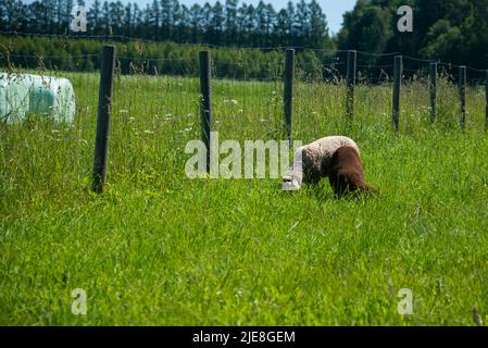 Flock of sheep grazing in the meadow with tall grass during sunset. Stock Photo