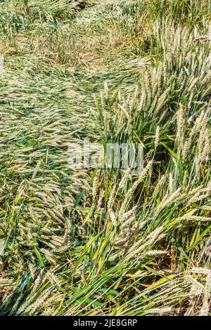 Cornfield with flatenned crops after heavy rainstorm - sud-Touraine, France. Stock Photo