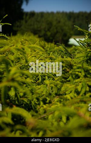 Soft focus and close up of the branches of a green spruce against the blurred background in the sunset light. Natural background and backdrop for desi Stock Photo