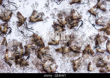 Indian meal moth or Flour moths in a sticky pheromone trap. Pest