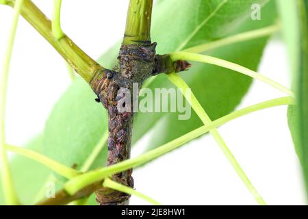 Cacopsylla pyri (pear psylla, European pear sucker) Psyllidae. Larvae on the shoot of a pear tree. Stock Photo