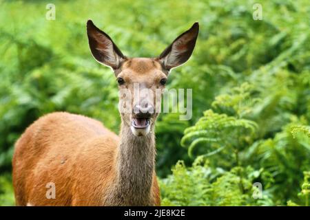 A red deer emerges from bracken during warm weather in Bushy Park, west London. Picture date: Sunday June 26, 2022. Stock Photo