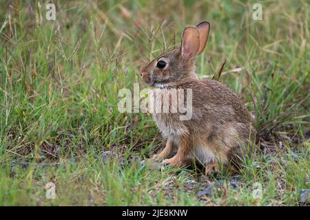 Eastern Cottontail Rabbit Stock Photo
