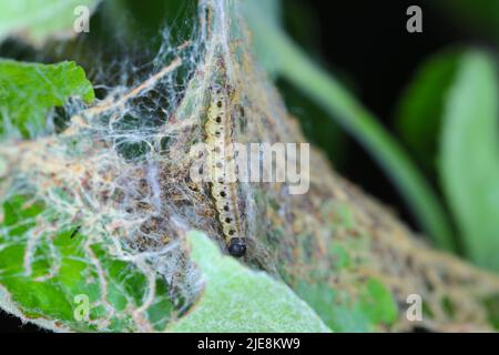Yponomeuta malinellus or apple ermine moth larvae on apple tree in its web close up macro. Stock Photo