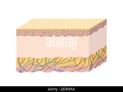 Anatomy of the structure of human skin. Scientific guide Stock Vector