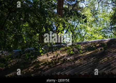 Slate roof of a house overgrown with green moss. Over it grows a tree with green leaves. Stock Photo