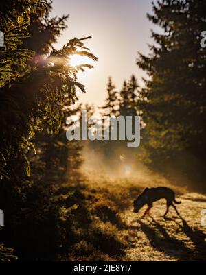 A terrible hungry wild animal resembling wolf or dog walks through a dark green dense spruce forest, with bright morning or evening sunbeams shining t Stock Photo