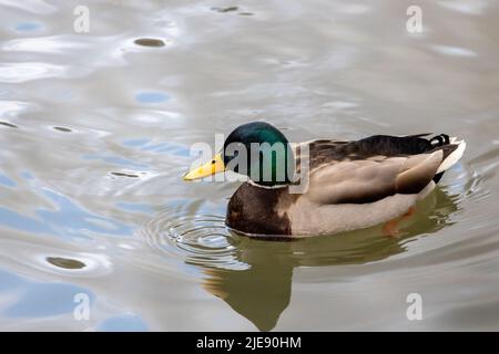 Male mallard duck floating on a lake. Stock Photo