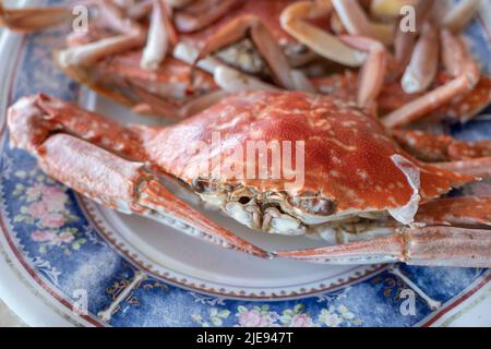 Selective focus, Boiled Blue Swimming Crabs on white plate. Stock Photo