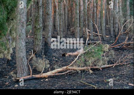 Broken trees in the forest after bombing or shelling. Shrapnel marks on the trunks of burnt pines. The war in Ukraine. Invasions of the Russian army i Stock Photo