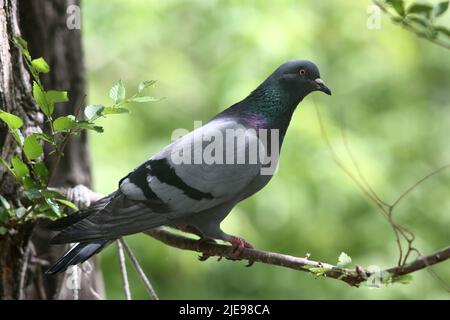 Wildlife concept - portrait of a indian pigeon sitting on tree branch in the park Stock Photo