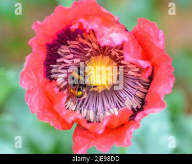 Bumblebee (bombus) inside a red poppy flower (papaver orientale) Stock Photo