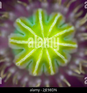 Star heart seed pod inside a purple / pink poppy flower (papaver orientale) Stock Photo