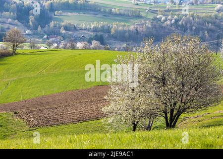Spring rural landscape with flowering fruit trees. The Hrinova village in Slovakia, Europe Stock Photo