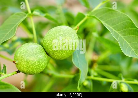 Walnuts ripen on a tree branch Stock Photo