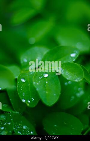 Acacia leaf with raindrops on it. Stock Photo