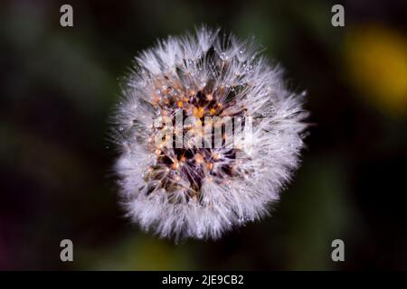 Dandelion with raindrops on it. Close-up on a black background. Stock Photo