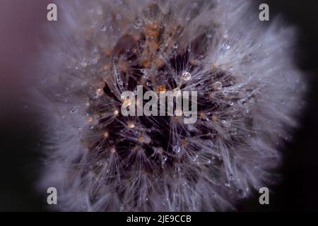Dandelion with raindrops on it. Macro shot on black background. Stock Photo