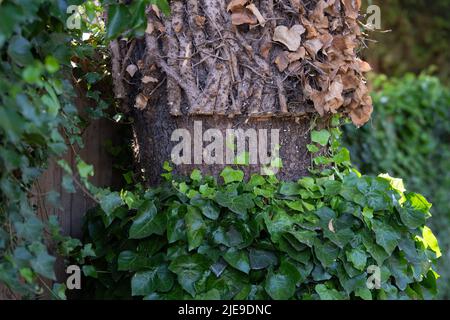 Cutting back ivy - regrowth from base climbing back up tree - UK Stock Photo